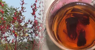 টাঙ্গাইলে প্রথমবার চাষে সাফল্য, সম্ভাবনাময় ‘রোজেলা চা’ নিয়ে কৃষকের স্বপ্ন